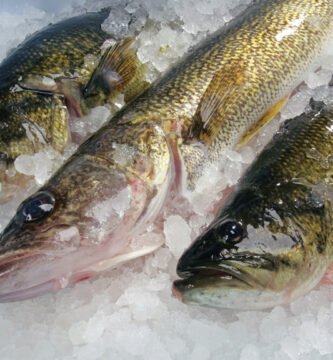 como mantener el sushi fresco